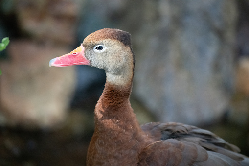 A cute duck with brown deathers on a farm
