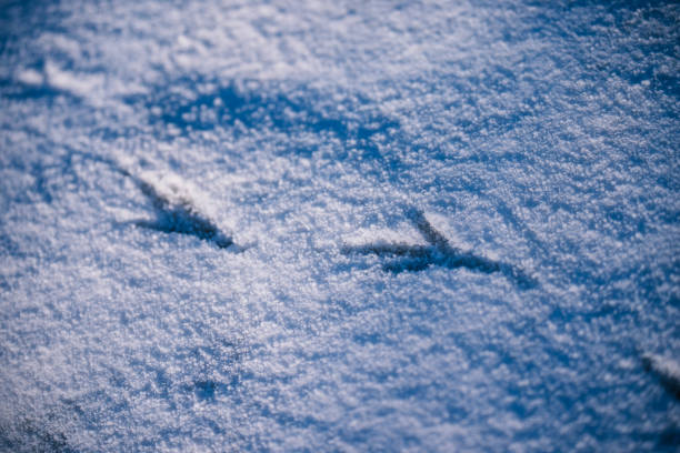 istock Crow tracks in snow and shadows 1454215247