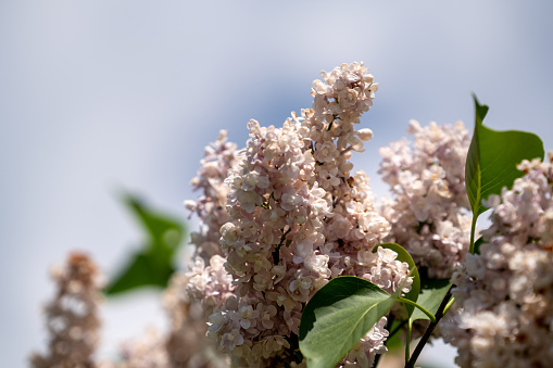 flower photographed in the local garden in Bavaria