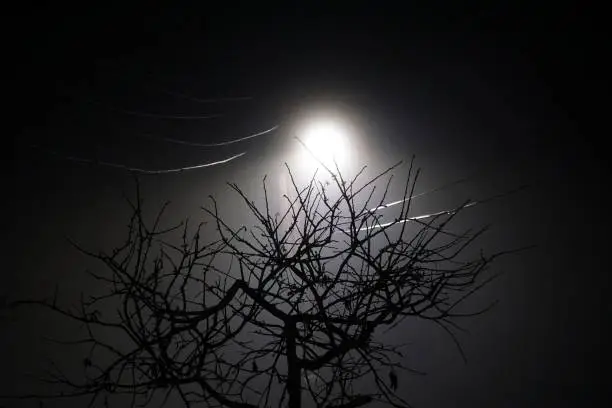 Photo of fog on street lights in the night. , winter trees, , fog, smoke, pollution concept