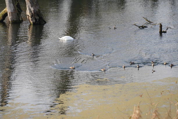 water bird like swan, duck or cormorant at danube river