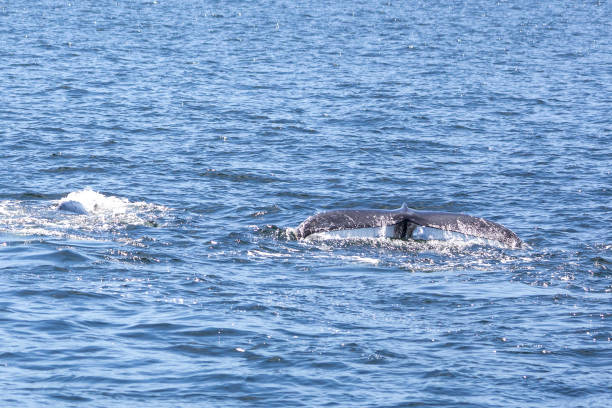istock Humpback Whales in Vancouver 1454221514