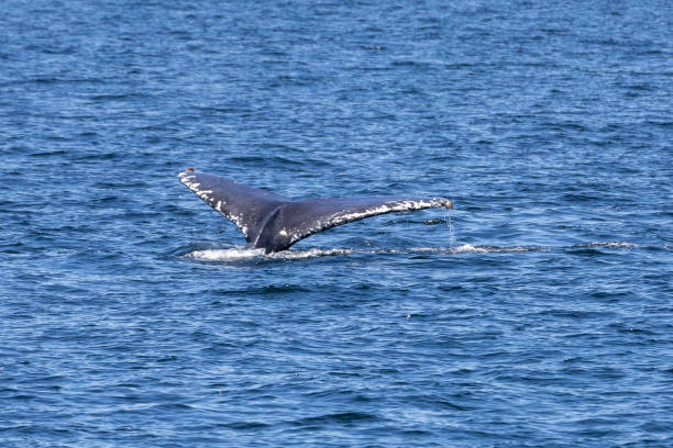 istock Humpback Whales in Vancouver 1454221517