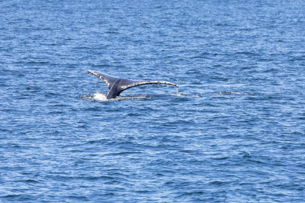 istock Humpback Whales in Vancouver 1454221528