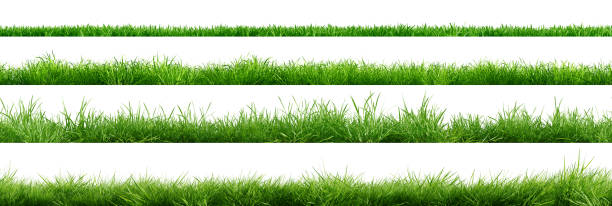 raccolta di bordi di erba verde, senza soluzione di continuità orizzontalmente, isolati su sfondo bianco. rendering 3d. - grass area foto e immagini stock