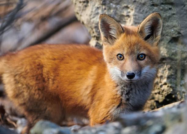 istock Closeup of a small kit fox (Vulpes macrotis) in a forest 1454224615