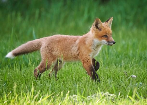 istock Closeup of a kit fox (Vulpes macrotis) running in a park 1454225399