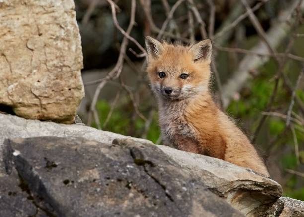 istock Closeup of a kit fox (Vulpes macrotis) behind a stone against blurred background 1454225604