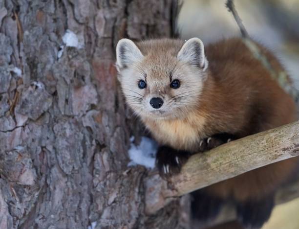istock Closeup of an American marten (Martes americana) on a tree against blurred background 1454225609