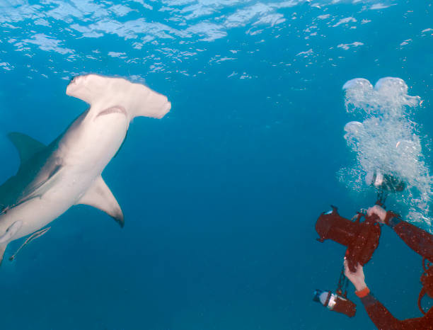 istock Divers interacting with Great Hammerheads (Sphyrna mokarran) in Bimini, Bahamas 1454226363