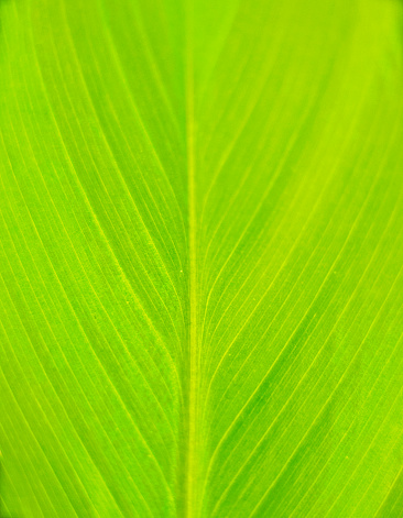 abstract green background closeup banana leaf\nbanana leaf,