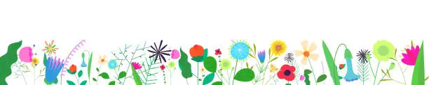 Vector illustration of Floral horizontal banner on white background. Spring wild blooming flowers border. Herbal plants decoration. Delicate summer field and meadow wildflowers. Botanical abstract blooms on frame bottom