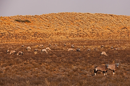 A group of Pronghorn Antelope in East Central Idaho.