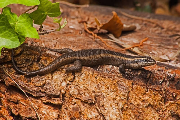 istock Speckled Rock Skink (Trachylepis punctatissima) 9281 1454227403