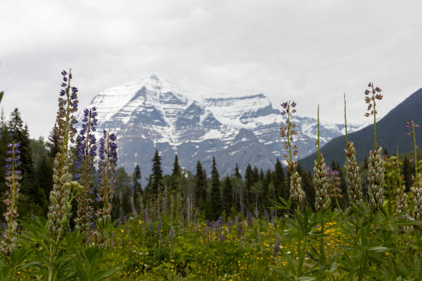 istock Mt Robson, British Columbia, Canada 1454227449