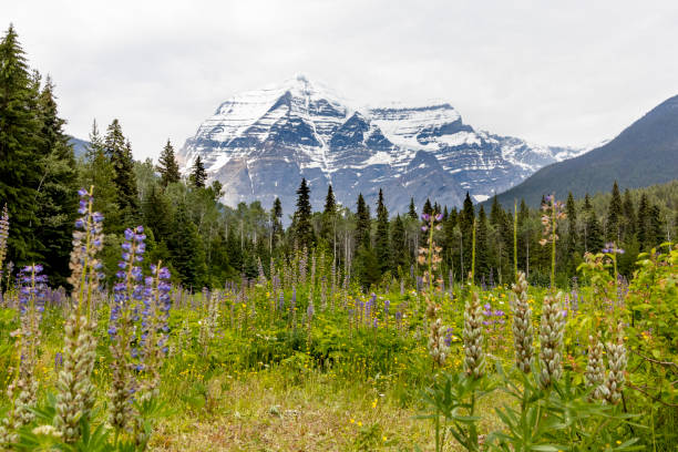 istock Mt Robson, British Columbia, Canada 1454227451