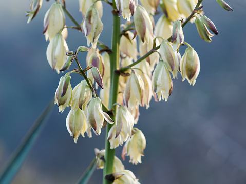 Closeup photo of wet jucca flowers