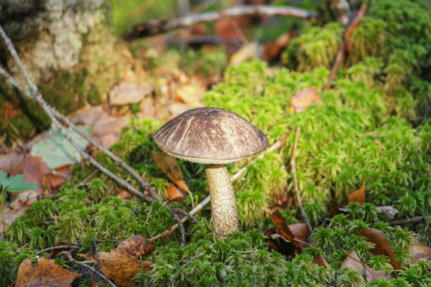 istock Boletus growing in the forest 1454229022