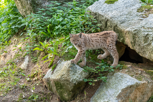 Young eurasian lynx (Lynx lynx) standing on a rock in front of a burrow.