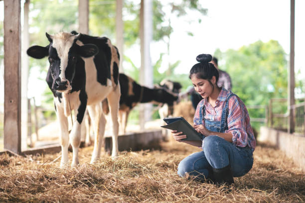 istock Asian young woman farmer using technology via tablet in dairy farm, New generation agricultural farmer working in smart farm, Livestock and farm industry lifestyle. 1454231494