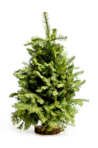 istock Christmas Tree of fresh fir branches on a white background 1454231593