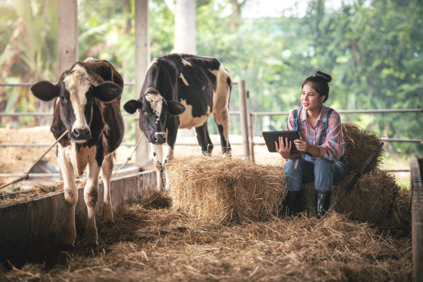 istock Asian young woman farmer using technology via tablet in dairy farm, New generation agricultural farmer working in smart farm, Livestock and farm industry lifestyle. 1454231599