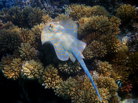 The bluespotted ribbontail ray (Taeniura lymma) is a species of stingray in the family Dasyatidae. Found from the intertidal zone to a depth of 30 m (100 ft), this species is common throughout the tropical Indian and western Pacific Oceans in nearshore, coral reef-associated habitats.