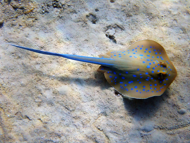 istock Bluespotted ribbontail ray - (Taeniura lymma) 1454231626
