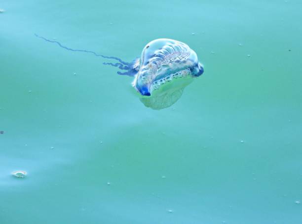 istock Portuguese Man O' War (Physalia physalis) often called a Jellyfish 1454231660