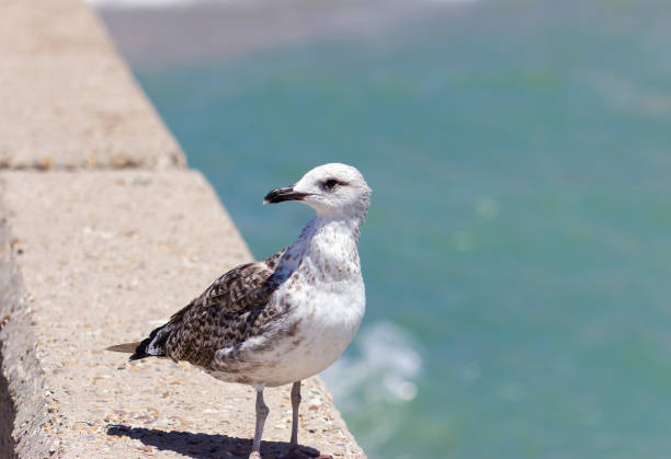 gaivota-de-patas-amarelas em uma balaustrada de passeio (larus michahellis). - michahellis - fotografias e filmes do acervo