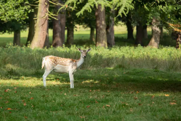 Fallow Deer against a blurred forest background