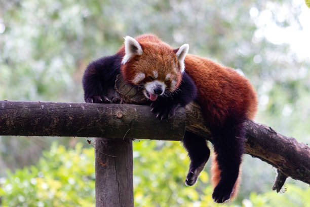 istock Cute red panda in an animal reserve. (Ailurus fulgens) 1454232126