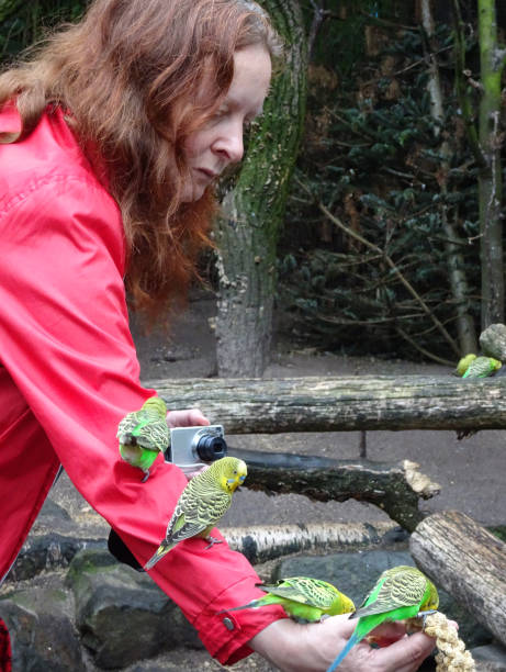 istock Woman feeding budgies 1454232147