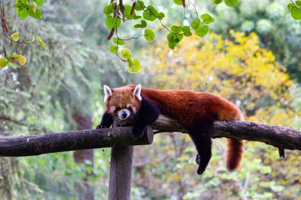 istock Close-up of a cute red panda resting on a log (Ailurus fulgens). 1454232703
