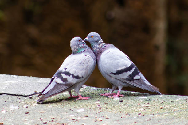 istock Pair of common pigeons in an affectionate attitude (Columba livia). 1454232837