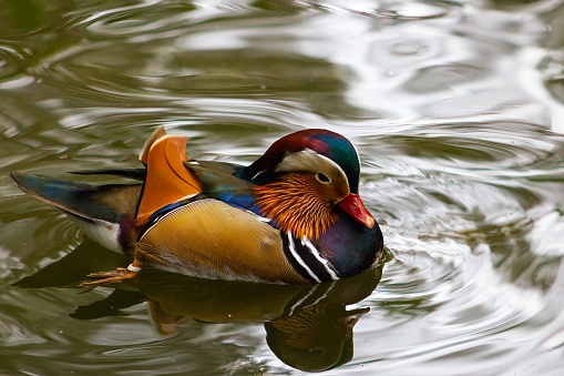 The mandarin duck (Aix galericulata) is a perching duck species native to the East Palearctic. It is medium-sized, at 41–49 cm (16–19 in) long with a 65–75 cm (26–30 in) wingspan. It is closely related to the North American wood duck, the only other member of the genus Aix. 'Aix' is an Ancient Greek word which was used by Aristotle to refer to an unknown diving bird, and 'galericulata' is the Latin for a wig, derived from galerum, a cap or bonnet. Outside of its native range, the mandarin duck has a large introduced population in the British Isles and Western Europe, with additional smaller introductions in North America