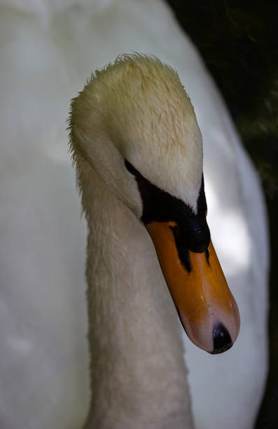 istock Close-up of a mute or white swan (Cygnus olor) 1454233227