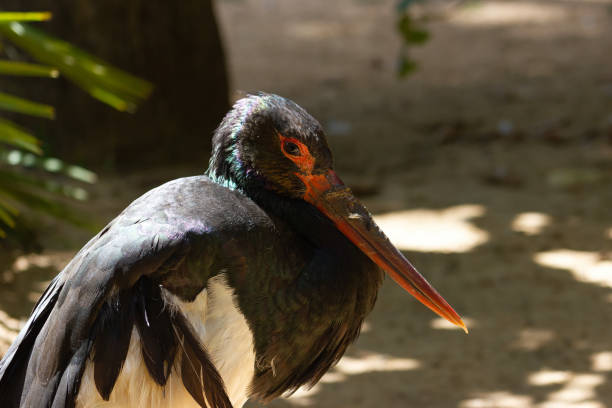 Close-up of a black stork (Ciconia nigra).