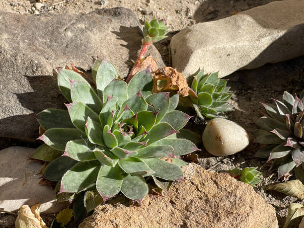 istock Houseleeks - Sempervivum is very popular with gardeners 1454233390