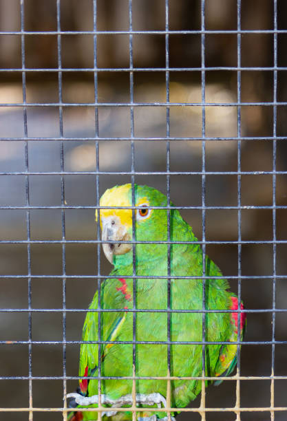 istock Royal Parrot or Yellow-fronted Amazon caged in a zoo. Amazona ochrocephala. 1454233395