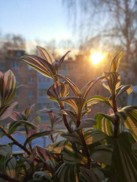 istock Indoor plants by the window 1454233981
