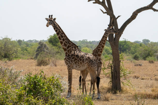 istock Two Giraffes in Tanzania 1454234501