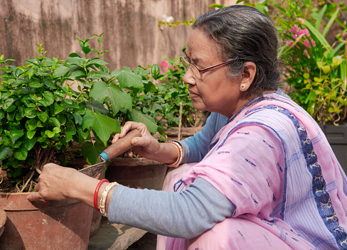 Portrait of a simple looking mature Indian woman working in rooftop garden, using a khurpa (trowel like gardening tool with flat metal blade) for digging soil in potted plants.