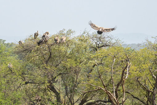 Vultures gathering on treetops in the african savanna in Tanzania, on a clear sunny day.