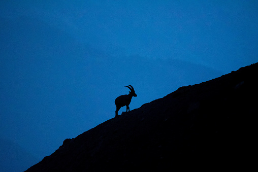 A silhouette of an Alpine ibex (Capra ibex, steinbock, or bouquetin) is seen wandering around the French Alps during sunset.