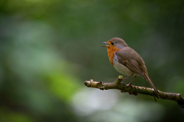 istock European Robin on a branch 1454235374