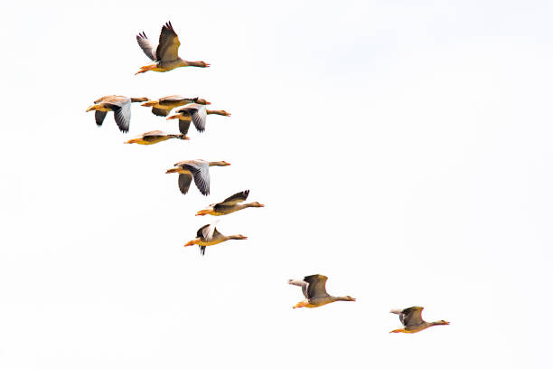 istock Egyptian geese in flight 1454235658