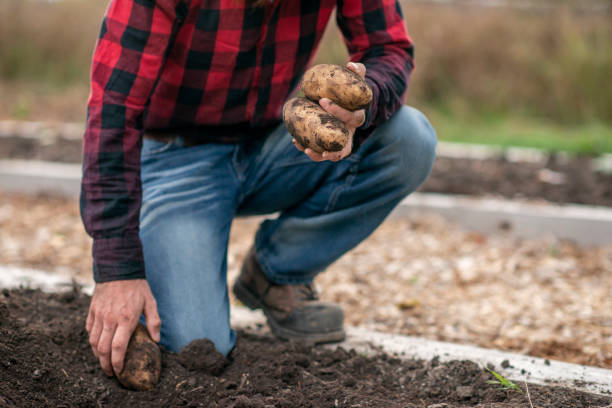 Harvesting Crop A farmer is seen kneeling down on his land as he pulls fresh crop from the soil. He is dressed ruggedly in working clothes as he pulls potatoes by hand from the land he is working. potatoes growing stock pictures, royalty-free photos & images