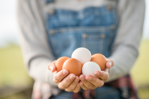 A young woman holds out a handful of fresh eggs as she works on her farmland.  She is dressed comfortably in working bibbed overalls and has a smile on her face as she works the land and her business.