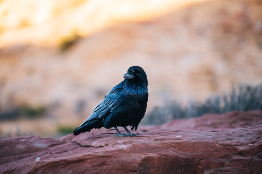 Common Raven in Bryce Canyon National Park in Utah